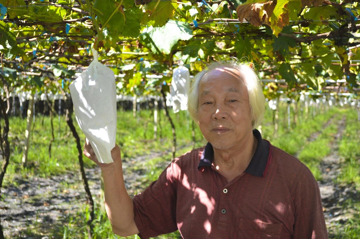 奕青莊園葡萄園